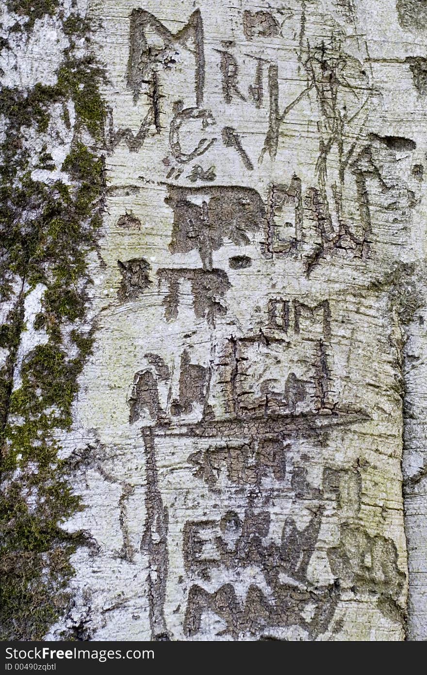 Lover's engraving in the bark of a Silver Birch tree. Lover's engraving in the bark of a Silver Birch tree.