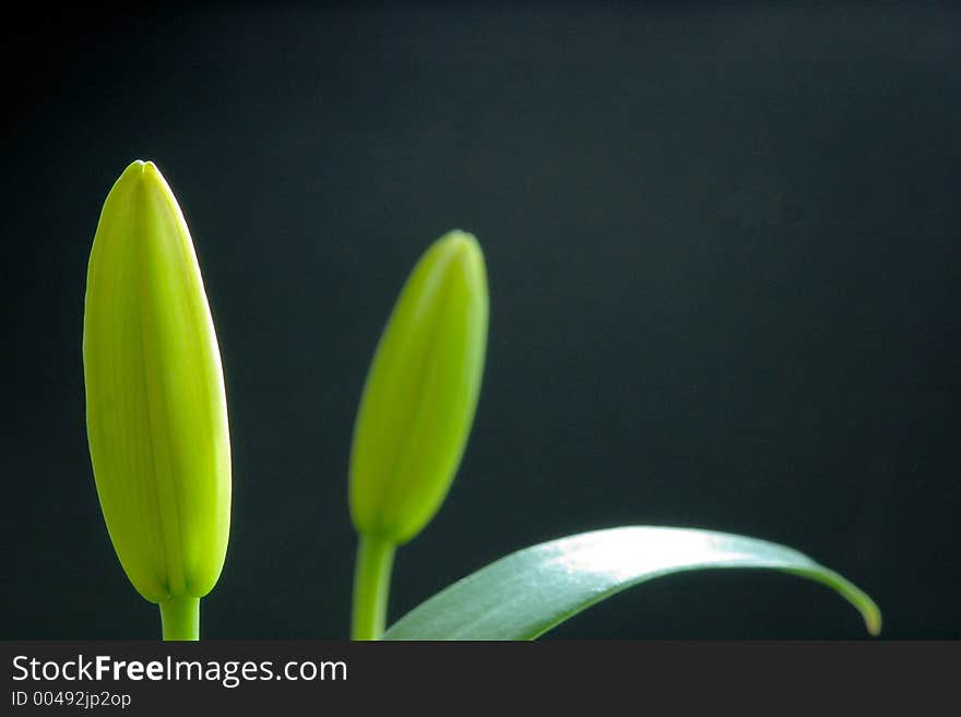 Two green lilys on black ground. Two green lilys on black ground