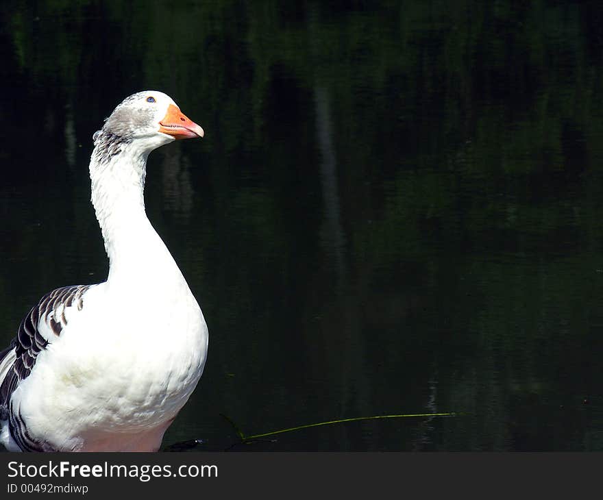 This goose is wondering “What is this guy looking???”. This goose is wondering “What is this guy looking???”.