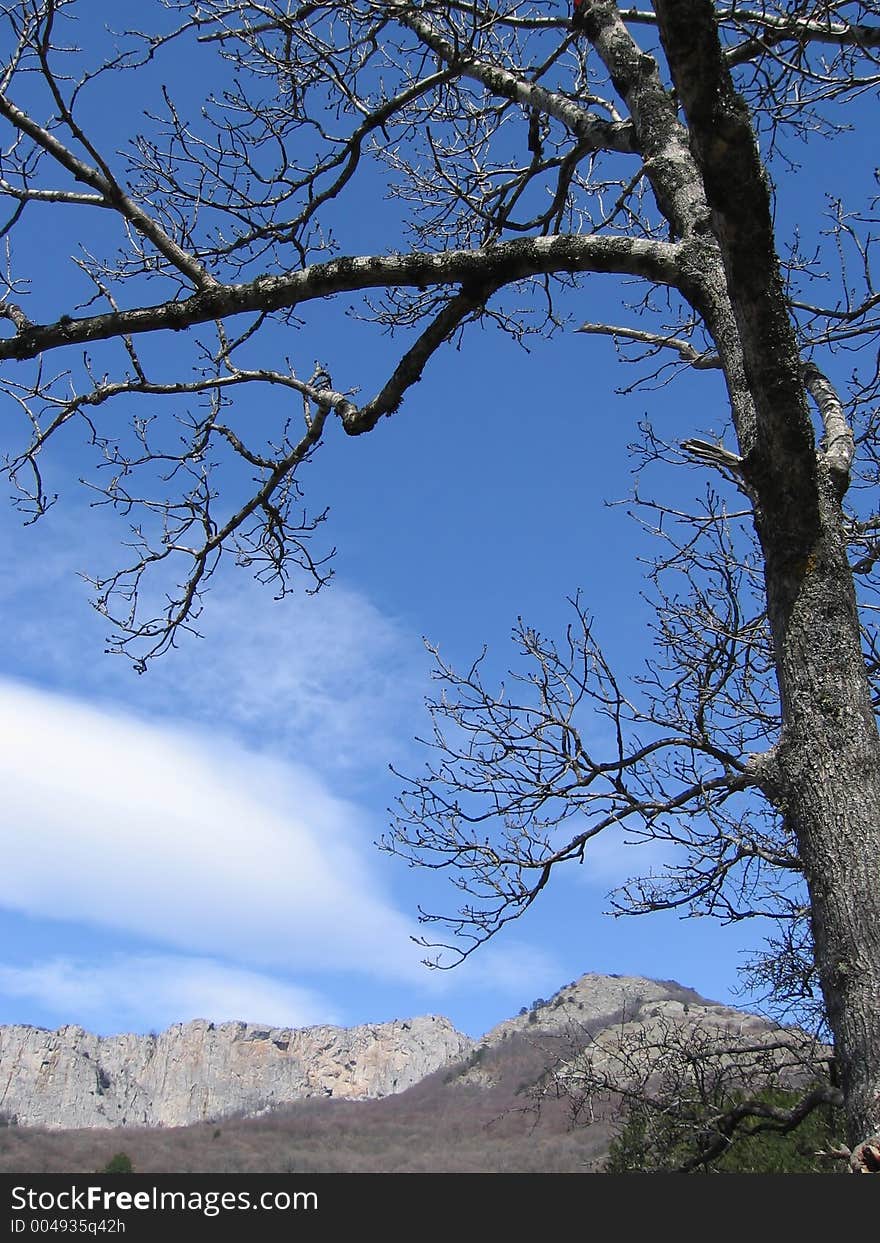 Tree against rocks and sky in Crimea, Ukraine. Tree against rocks and sky in Crimea, Ukraine