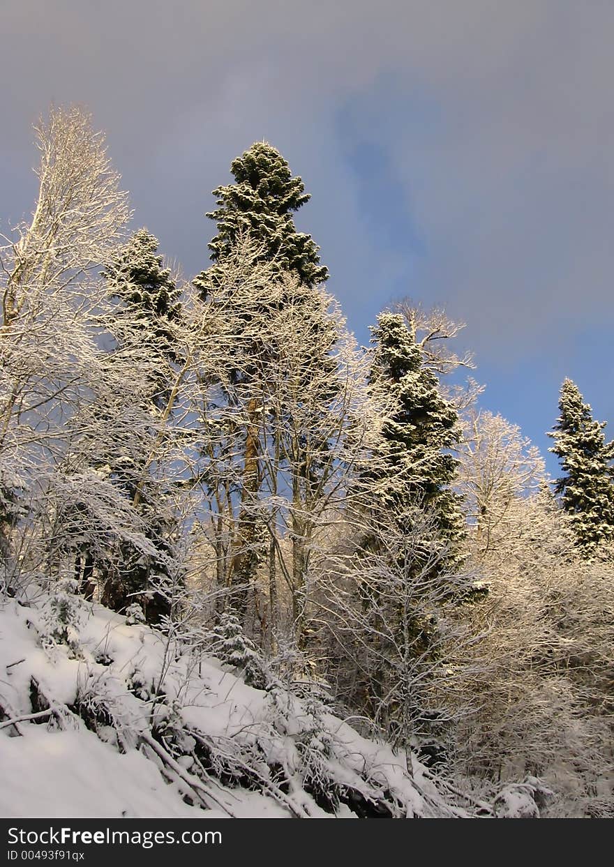 Pines and beeches against blue sky in the winter. Pines and beeches against blue sky in the winter