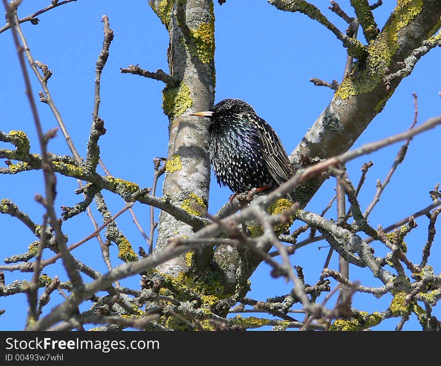 Starling