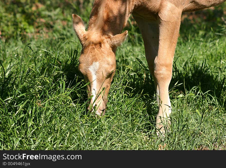 Palomino colt with white marking on face, grazing on lush green spring grass, blonde mane, partial shade and sunshine. Palomino colt with white marking on face, grazing on lush green spring grass, blonde mane, partial shade and sunshine.