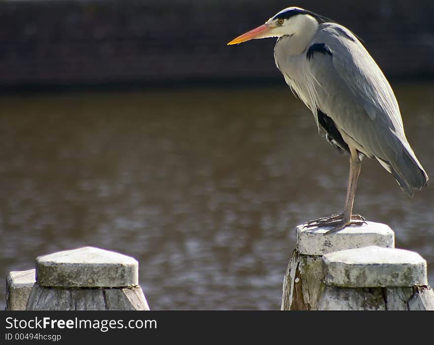 Tall bird sitting on a post with text area to the left. Tall bird sitting on a post with text area to the left