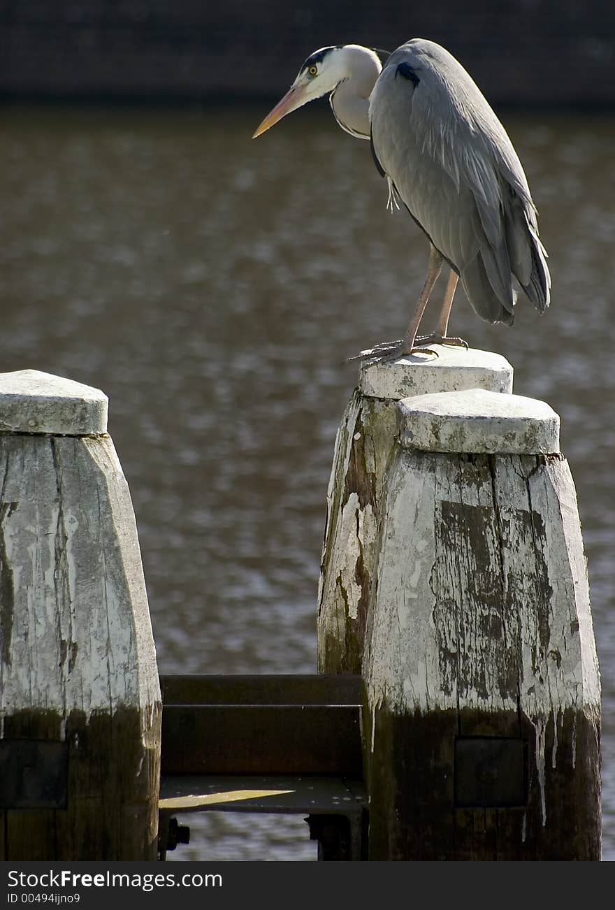 Tall bird sitting on large posts in wharf. Tall bird sitting on large posts in wharf