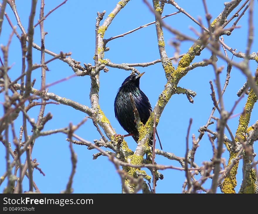 Starling on the tree against blue sky.