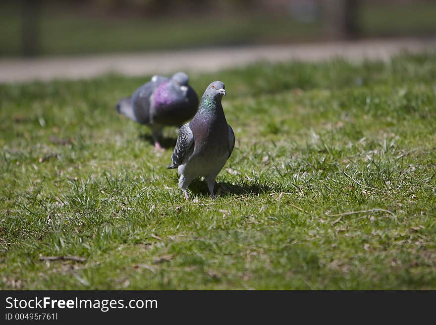 Pigeons