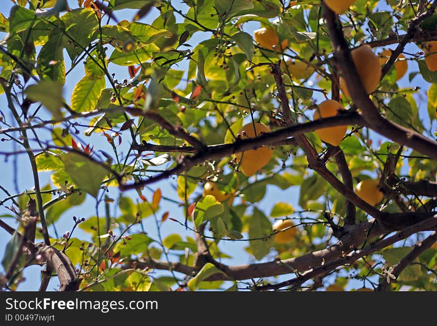 Lemon tree with fruits and small pink flowers