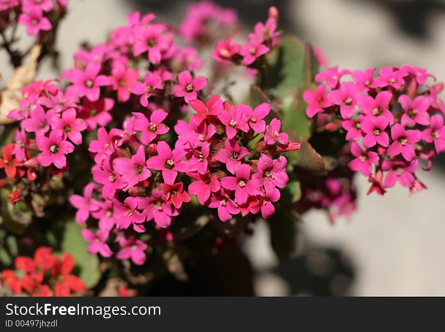 Beautiful Pink Flowers