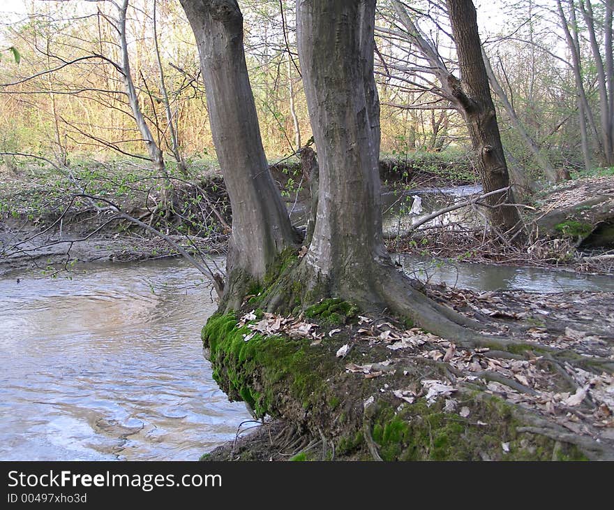 Trees near brook