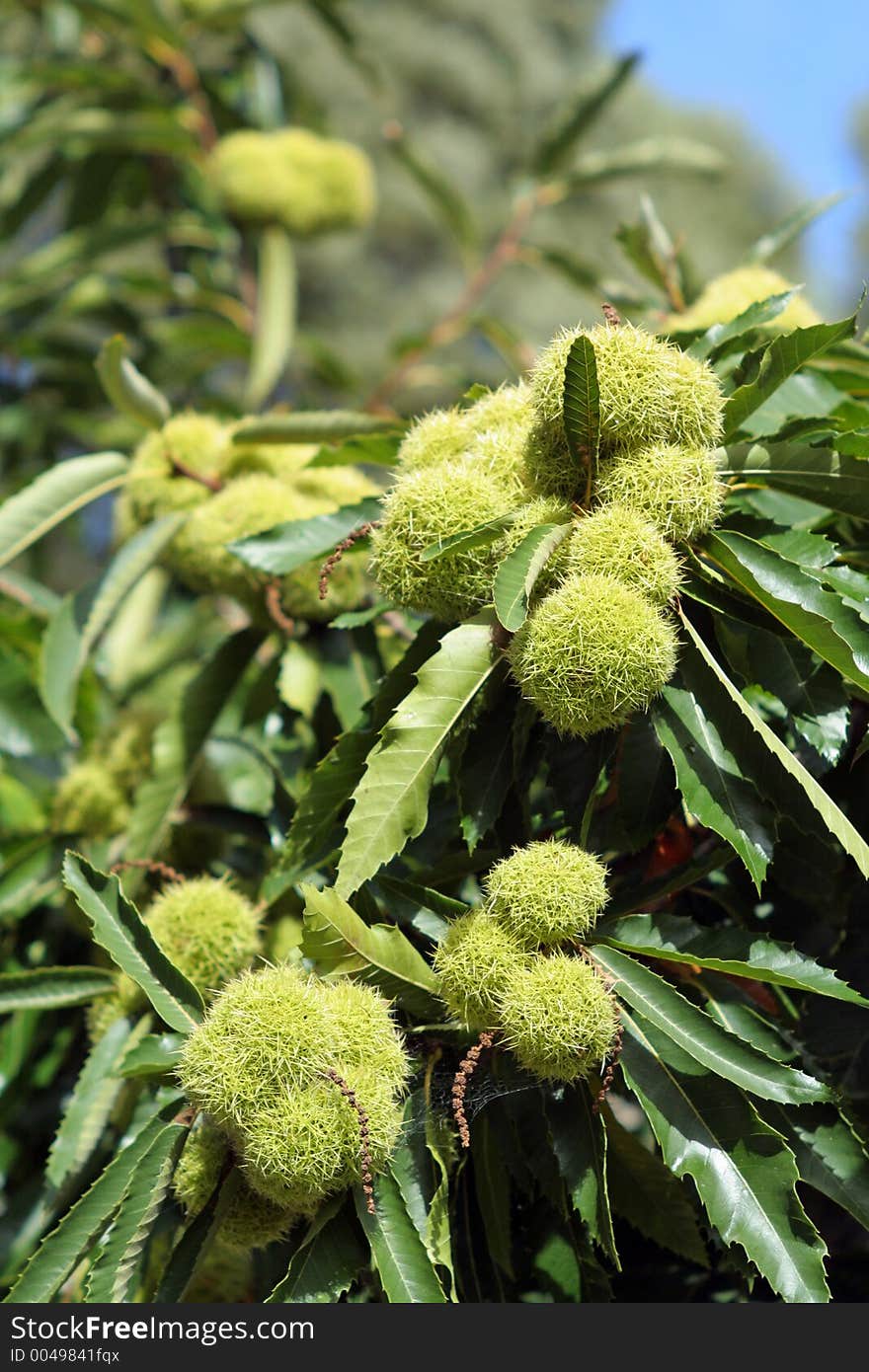 Spikey young chestnuts a few weeks from harvest time. Spikey young chestnuts a few weeks from harvest time.