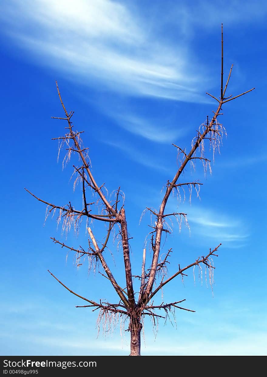 Tree against blue sky