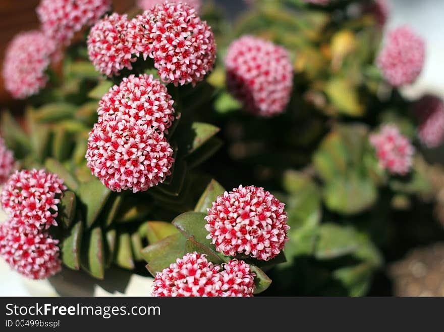 Beautiful and strange flowers