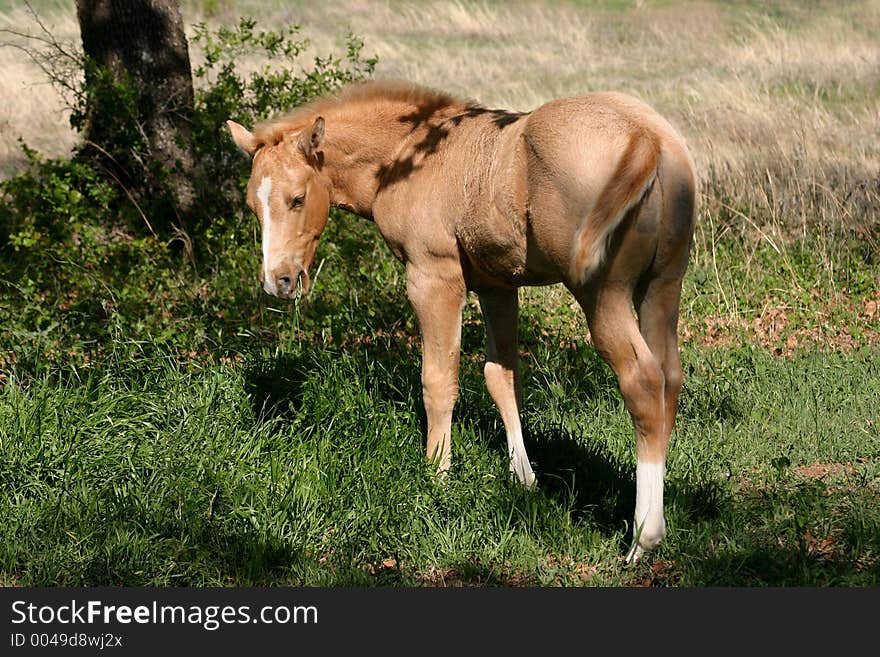 Palomino colt with mouthful of grass, standing in lush green grass near base of tree, shadows of leaves on his shoulders, spring sunshine. Palomino colt with mouthful of grass, standing in lush green grass near base of tree, shadows of leaves on his shoulders, spring sunshine