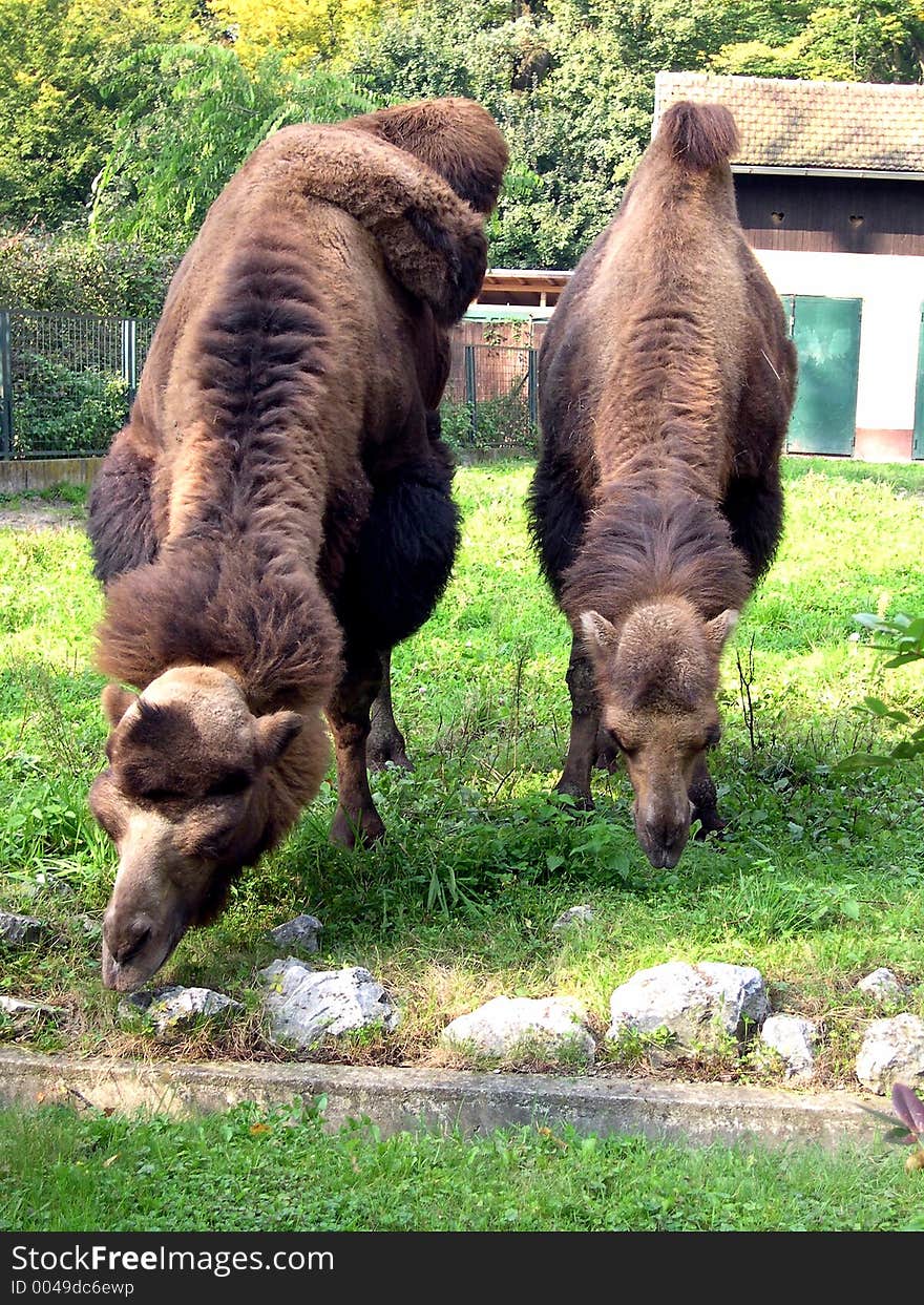 Two Camels in zoo