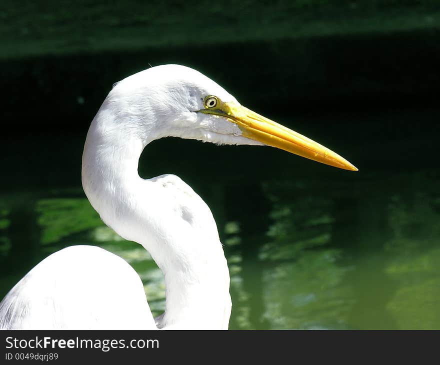 Very defined close of this amazing bird. Very defined close of this amazing bird