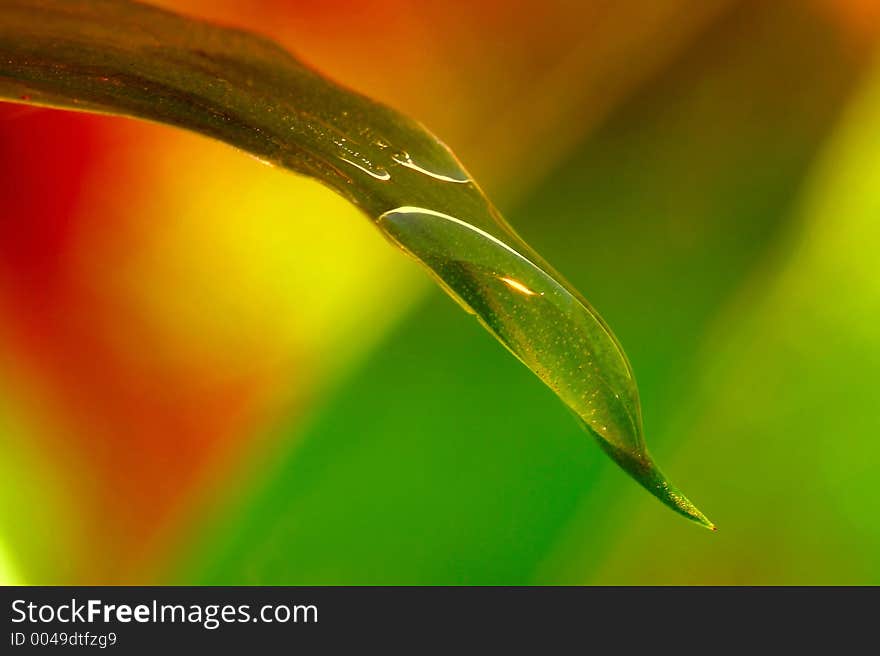 Drop in leaf detail