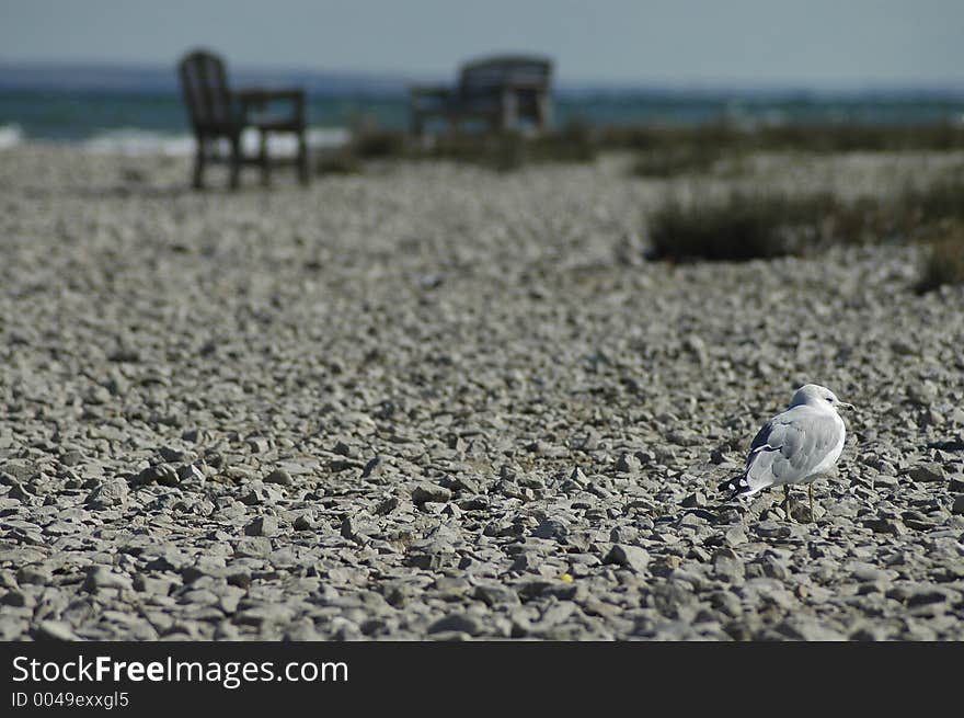 An in-focus seagull in the background and an out-of-focus beach scene in the background. An in-focus seagull in the background and an out-of-focus beach scene in the background.