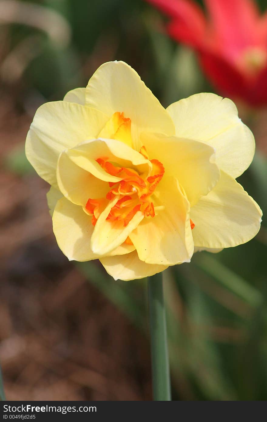 Daffodil in full bloom