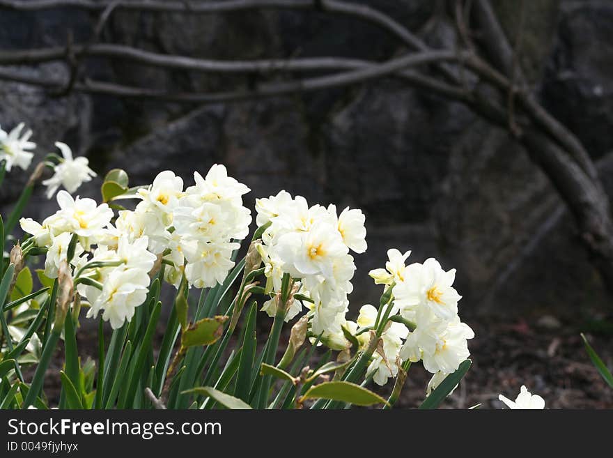 White Daffodils