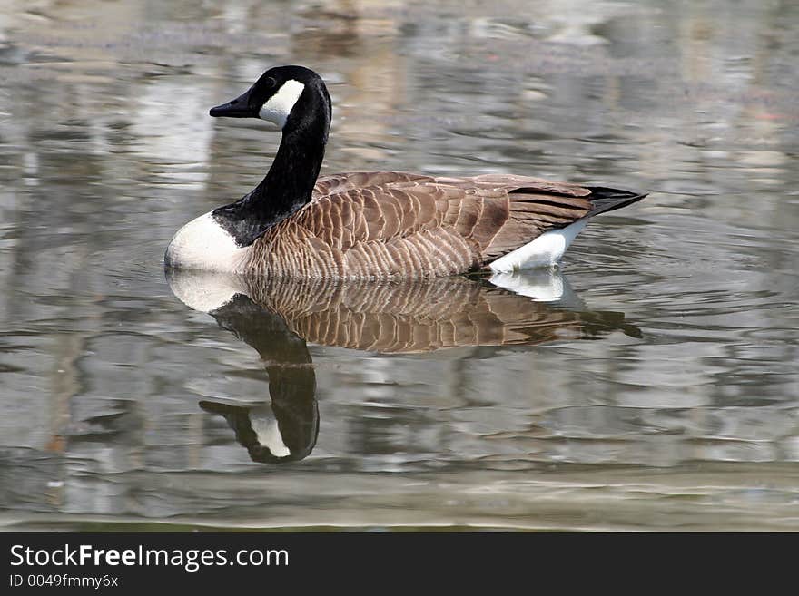 Duck reflection