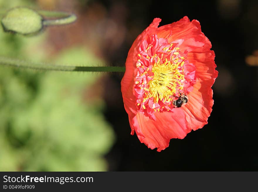 Flower bee