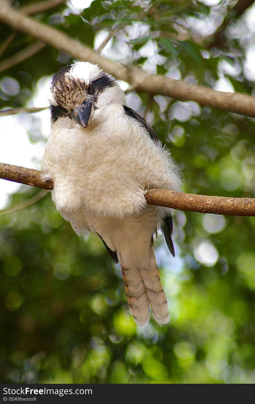 An Australian kookaburra, one of Australias most famous birds.