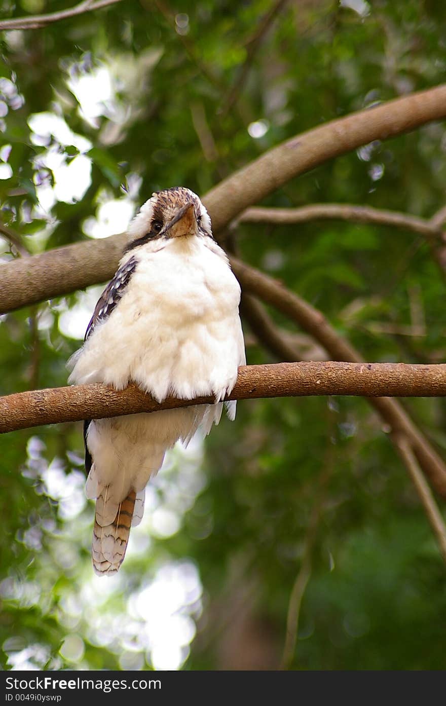 Kookaburra - under view