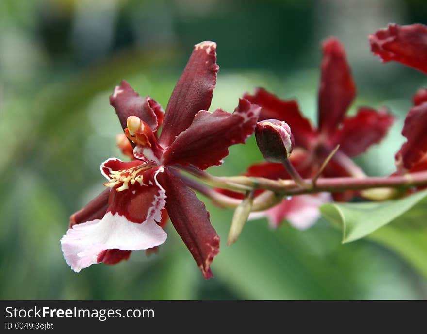 Wine red colored orchid in a horizontal view. Wine red colored orchid in a horizontal view.