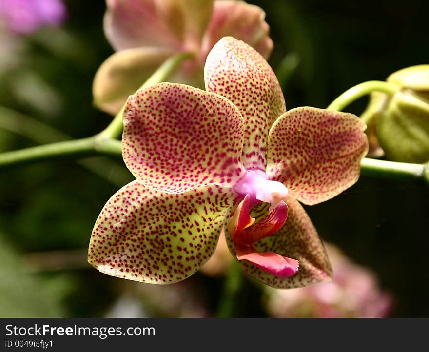 Spotted phalaenopsis orchid