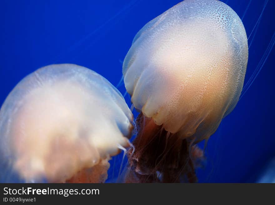 Jelly Fishes close up shot.