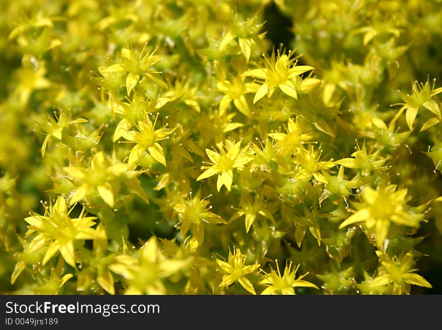 Yellow flowers background. Yellow flowers background