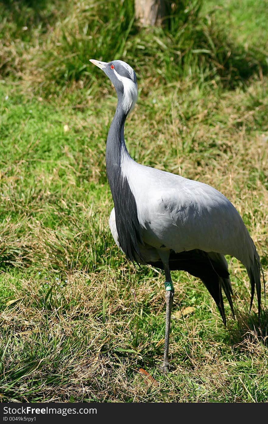 Red eyed crown crane