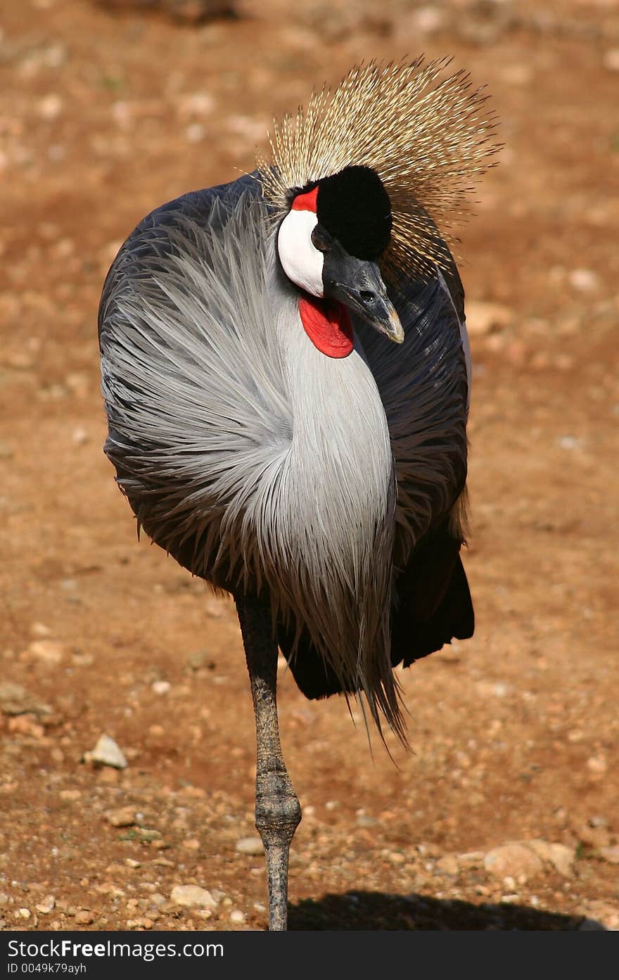 Brown Crown Crane