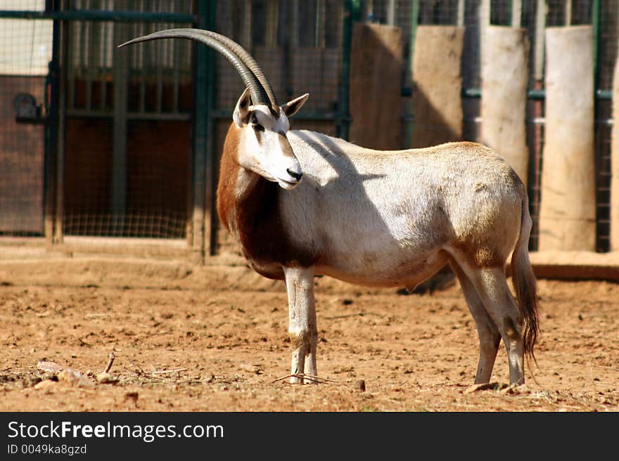 Antelope in zoo park, Attikon Zoo Park, Athens, Greece