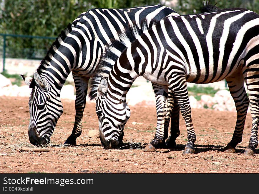 Two Zebras eating