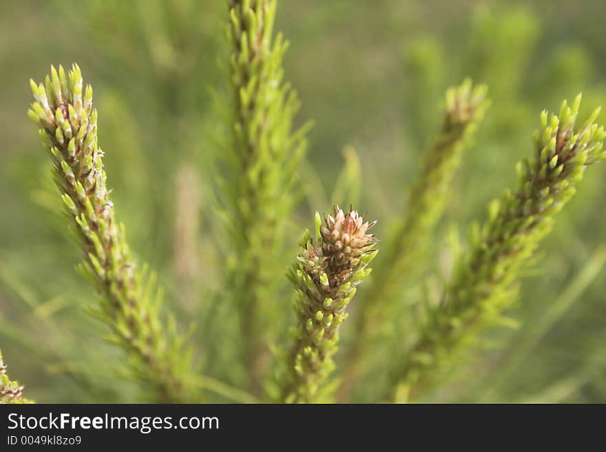 Pine young green branch. Pine young green branch