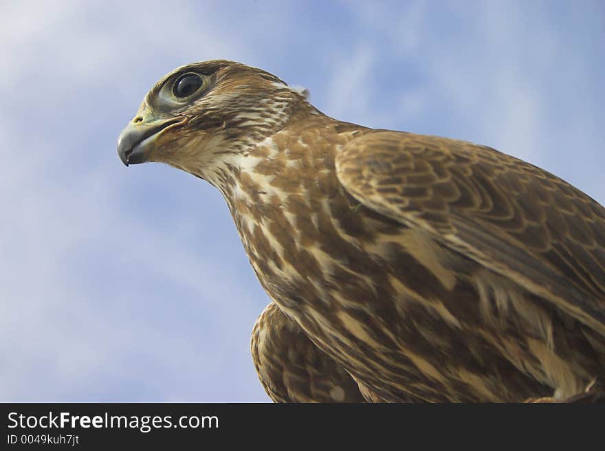 The glance of the falcon