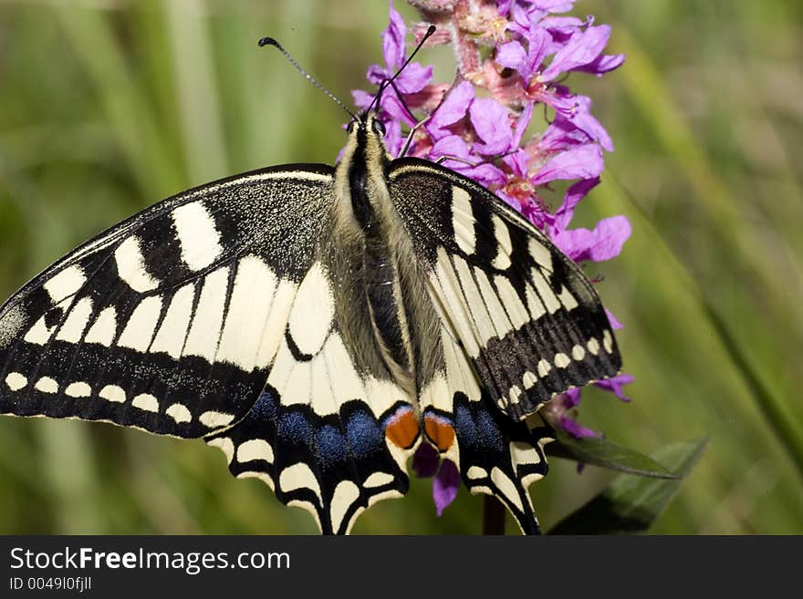 Swallow tail butterfly visit a pink wildflower. Swallow tail butterfly visit a pink wildflower