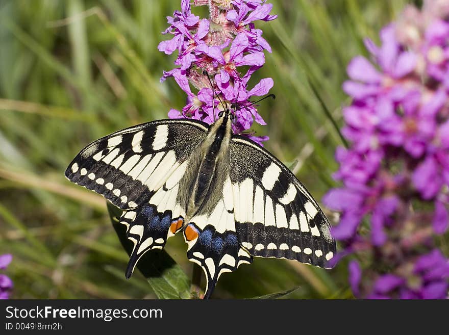 Swallow tail butterfly visit a pink wildflower. Swallow tail butterfly visit a pink wildflower