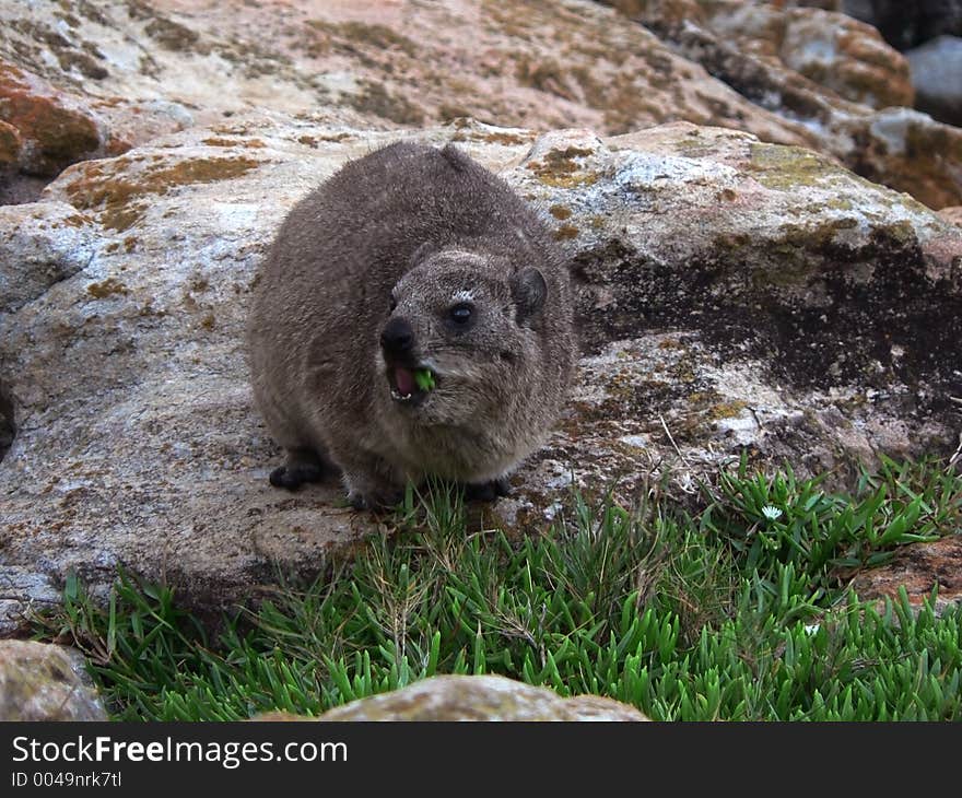 Rock dussie eating grass, shot under an overcast sky on ocean side rocks. Rock dussie eating grass, shot under an overcast sky on ocean side rocks.