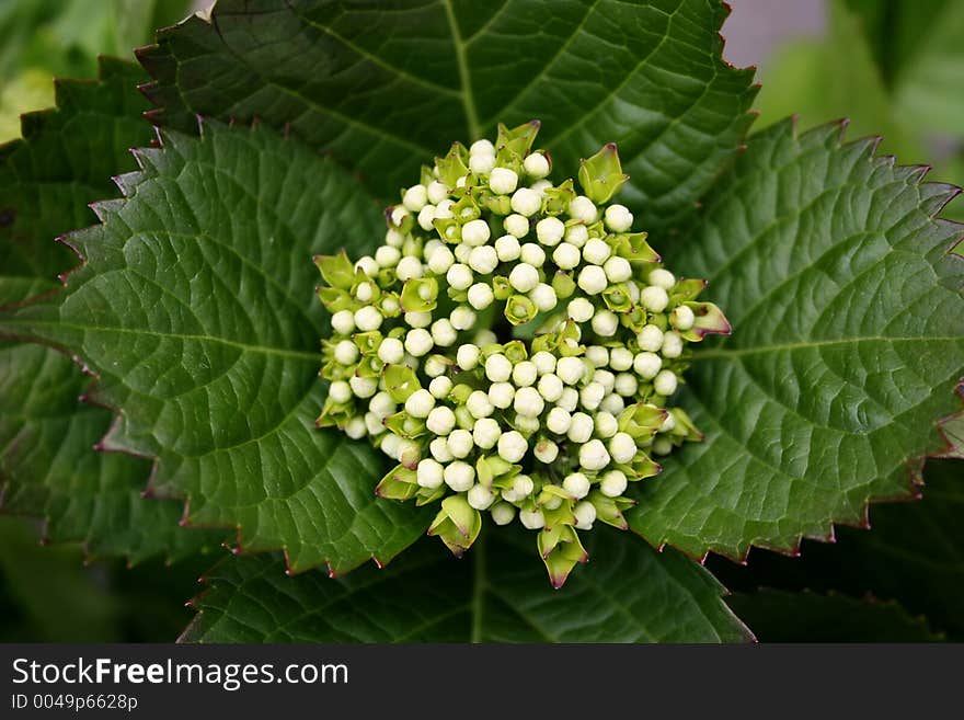 Exotic Asian plant. Exotic Asian plant