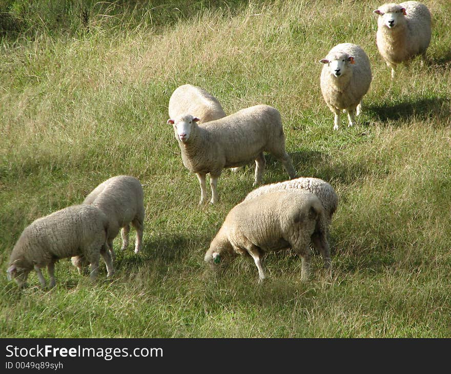 Sheep grazing prior to mustering for the shearing shed.New Zealand