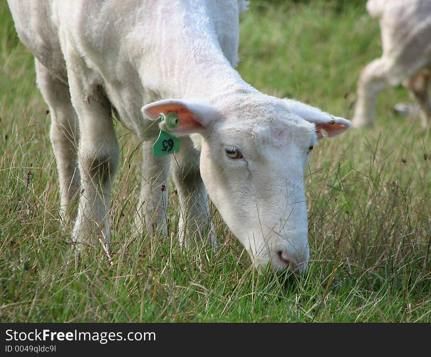 Number 65 after a shearing experience. Number 65 after a shearing experience