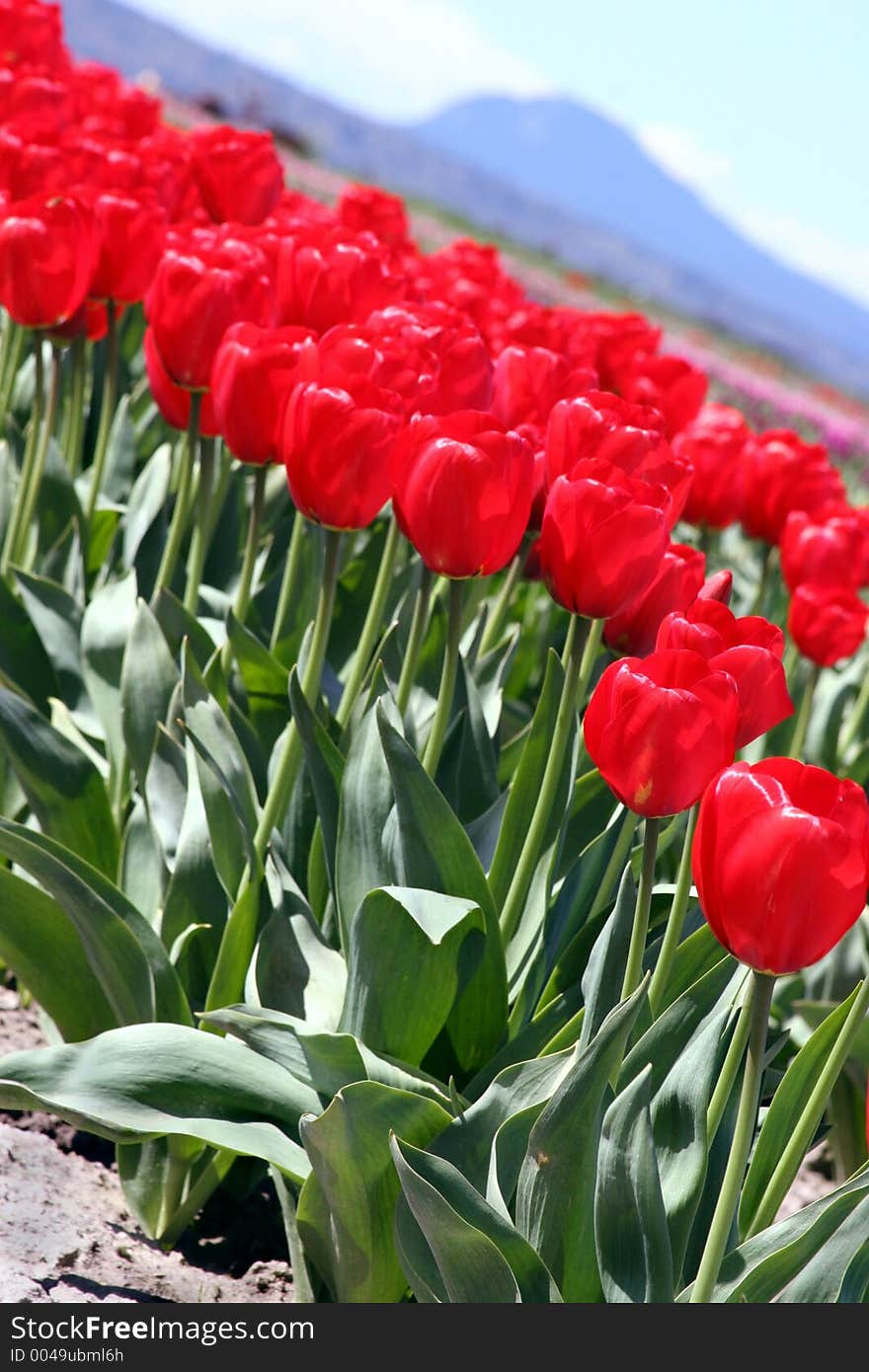 Red tulips turned at a diagonal with a mountain in the background. Red tulips turned at a diagonal with a mountain in the background.
