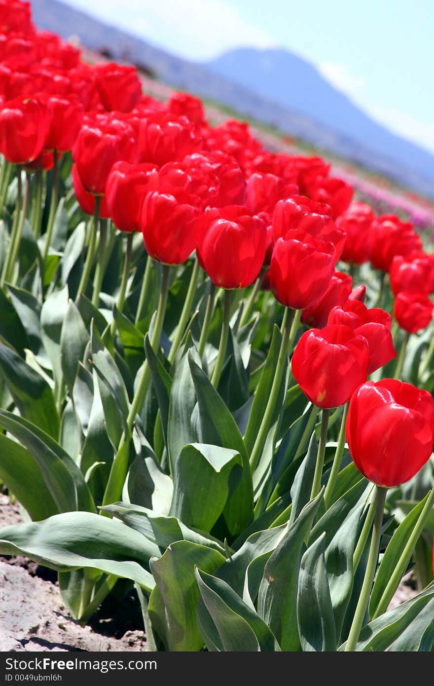 Red Tulips Diagonal