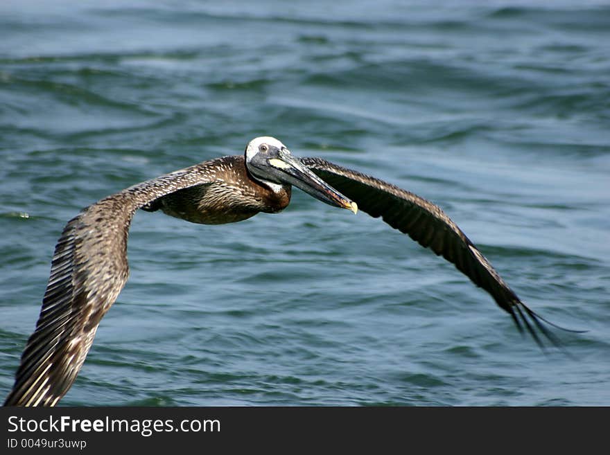 Pelican