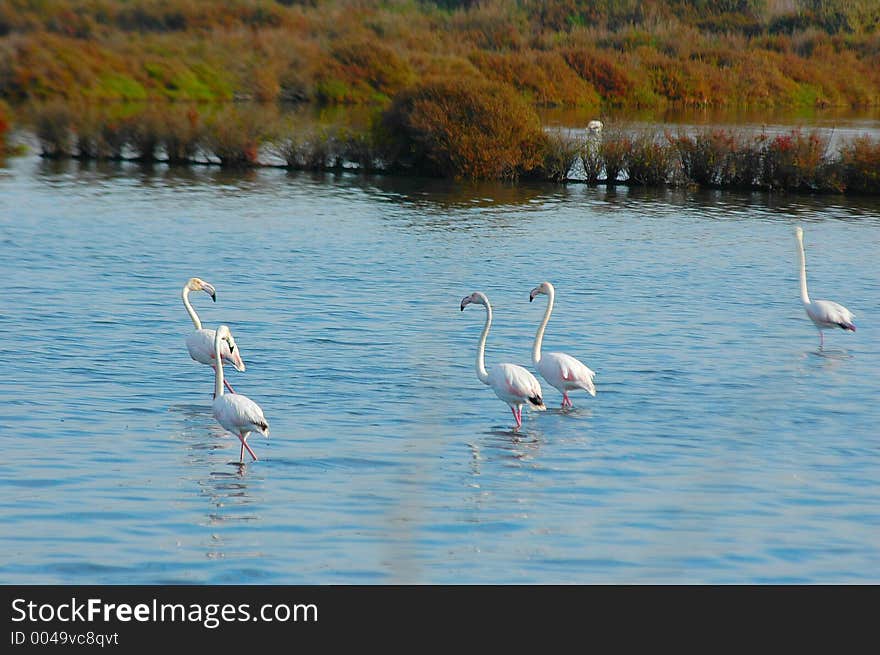 Flamingo group at feeding grounds in Portugal,Alcochete town, by the Tagus River Estuary.