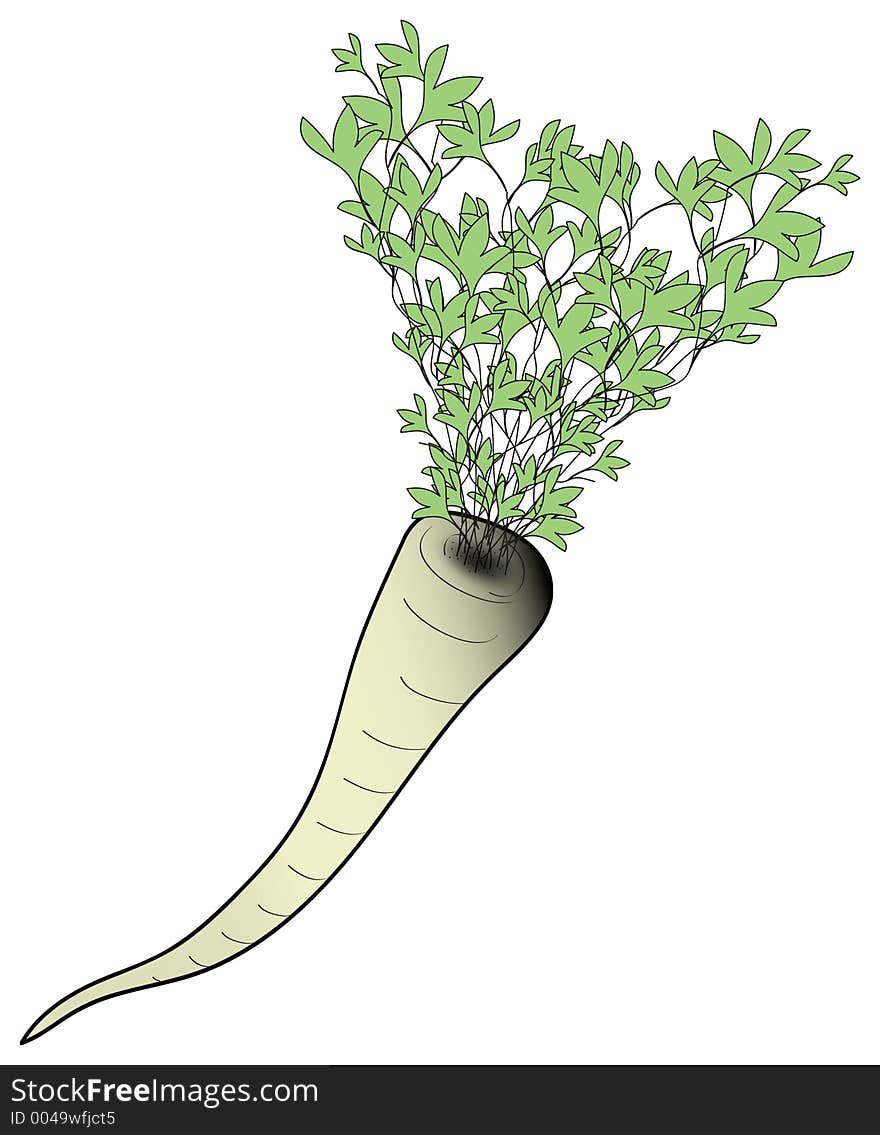 Drawing parsley