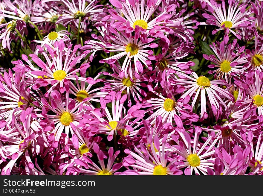 Beautiful violet santiago chrysanthemums background. Beautiful violet santiago chrysanthemums background